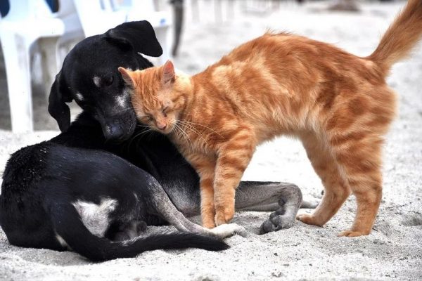 Corona Virüsü Kedi ve Köpekten İnsana ve İnsandan Kedi veya Köpeklere Geçer Mi?