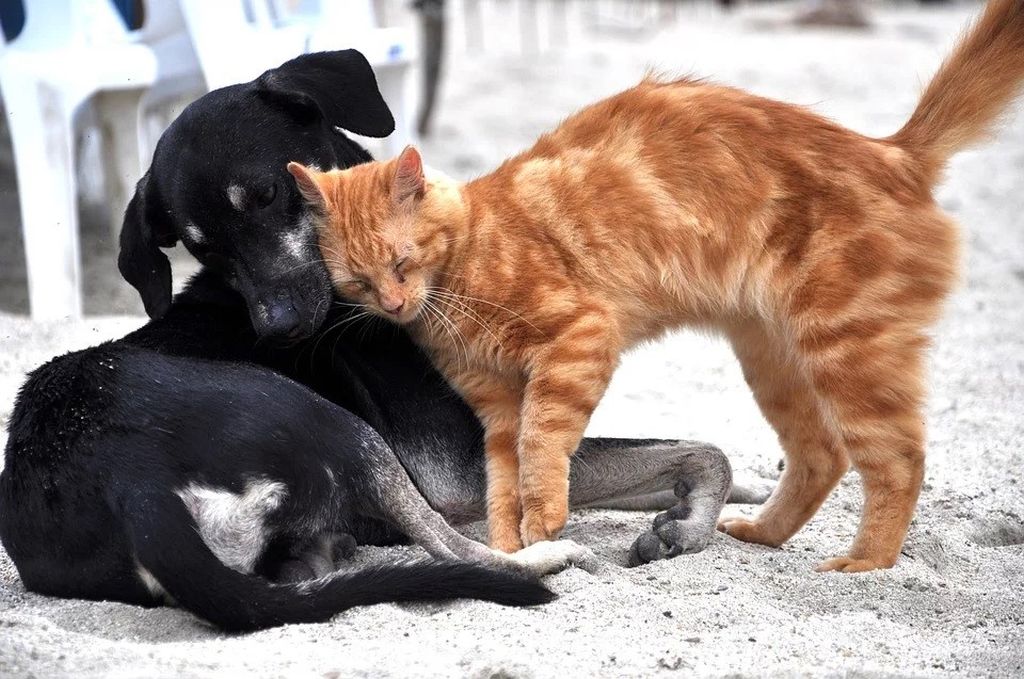 Corona Virüsü Kedi ve Köpekten İnsana ve İnsandan Kedi veya Köpeklere Geçer Mi?