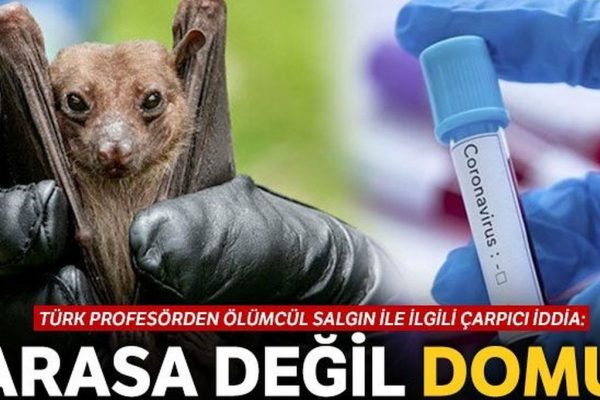 Yarasa değil domuz