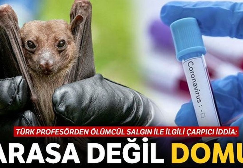 Yarasa değil domuz