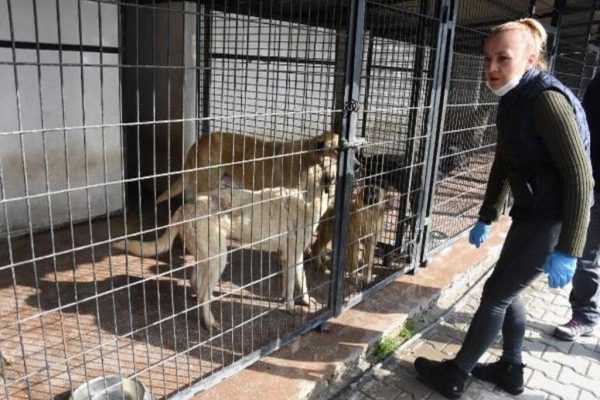 Corona Virüs korkusuyla hayvanları sokaklara terk ediyorlar
