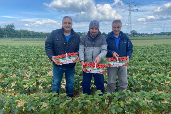 Hamburg’da çilek sezonu başladı