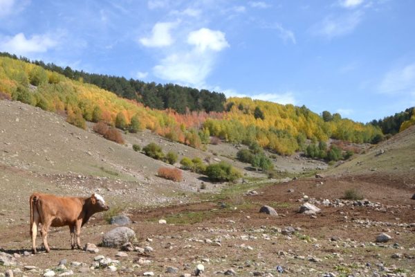 Kars’ta ormanlık alanlar sonbaharın renklerine büründü