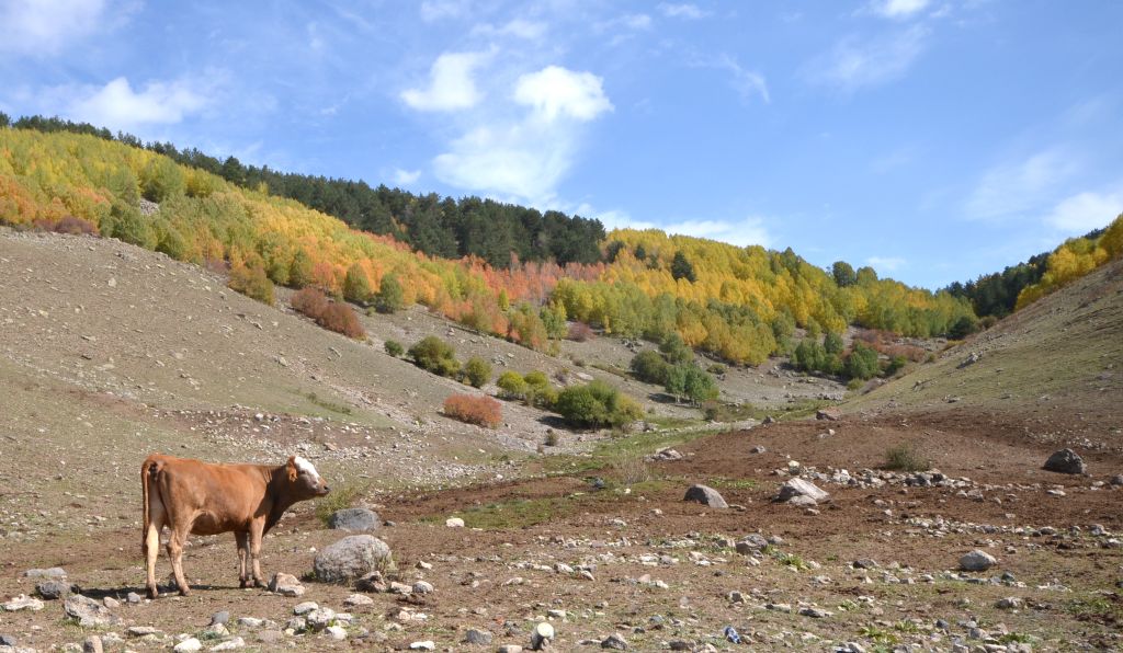 Kars’ta ormanlık alanlar sonbaharın renklerine büründü