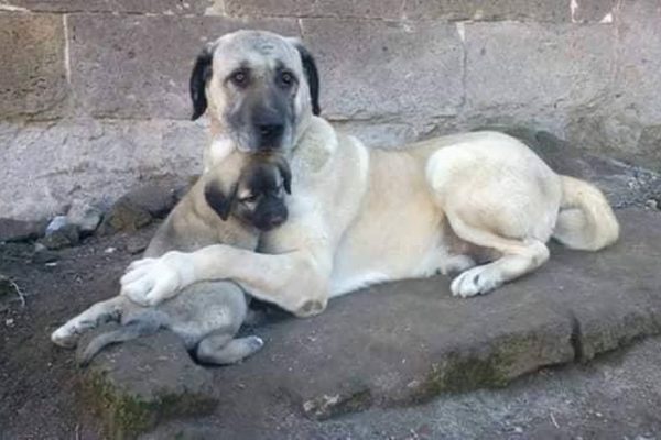 Sokaktan köpek toplamak çözüm mü yoksa zulüm mü?