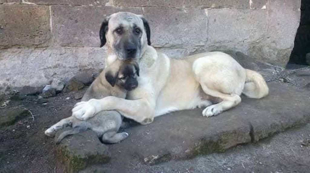 Sokaktan köpek toplamak çözüm mü yoksa zulüm mü?