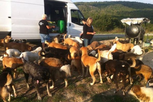 Dünya Hayvanları Koruma Günü’nde ne yapmalı?