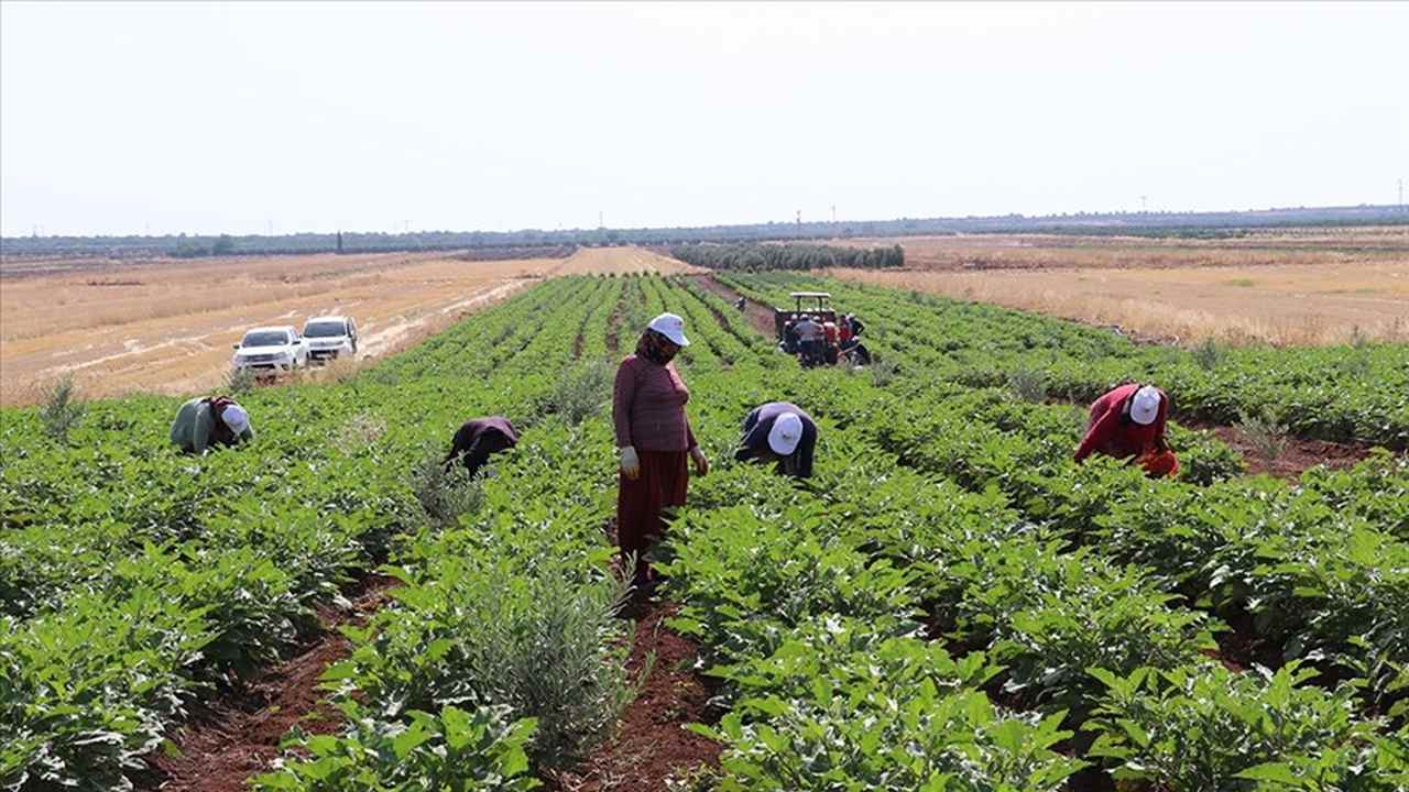 Kilis’e özgü “Zabaran patlıcanı”nın hasadına başlandı